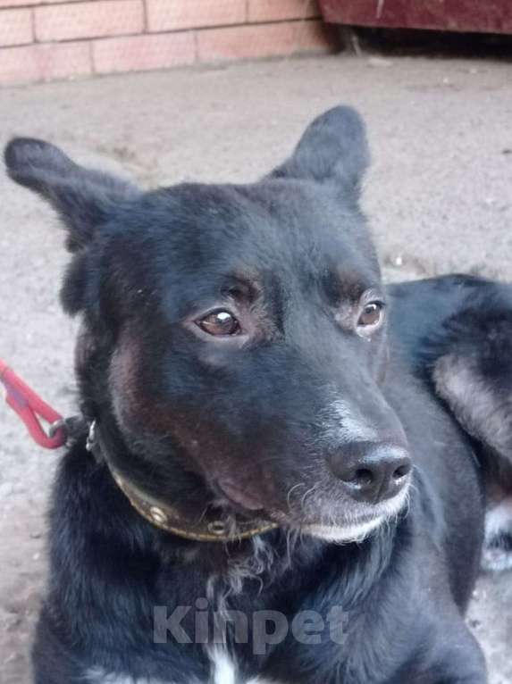 Собаки в Краснодаре: СЛАВНЫЙ КАРАЧАЙ Мальчик, Бесплатно - фото 6