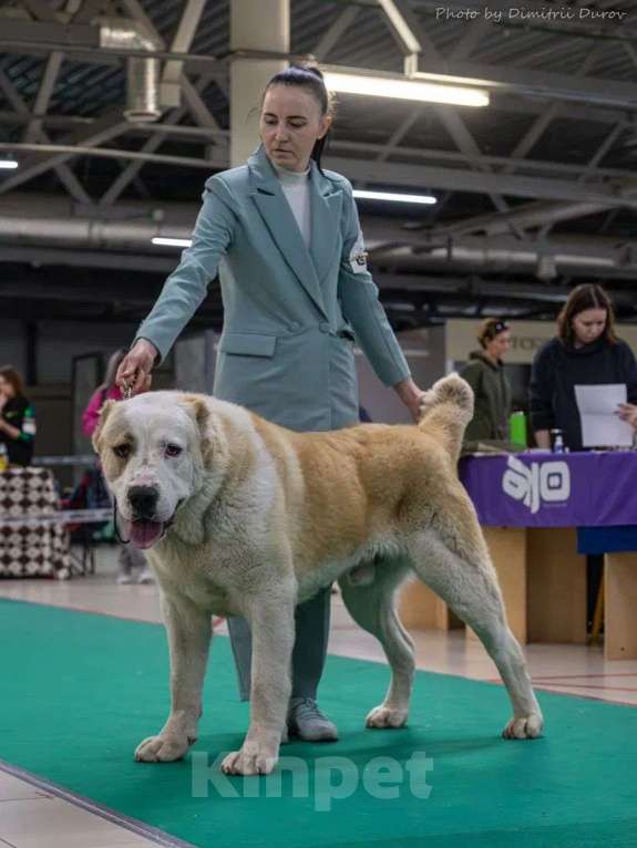 Собаки в Воронеже: щенки САО Девочка, 60 000 руб. - фото 2