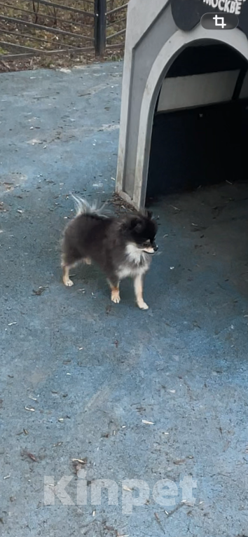 Собаки в Москве: Потерялась собака Шпиц 7 месяцев мальчик Мальчик, 15 000 руб. - фото 2