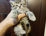 Кошки в Москве: Продаётся шотландский котёнок, скоттиш страйт, окрас вискас, девочка. Девочка, 8 000 руб. - фото 5