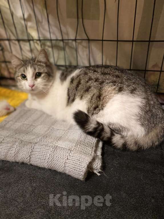 Кошки в Москве: Машенька Девочка, Бесплатно - фото 8