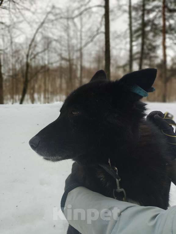 Собаки в Балашихе: Эдгар Мальчик, Бесплатно - фото 7