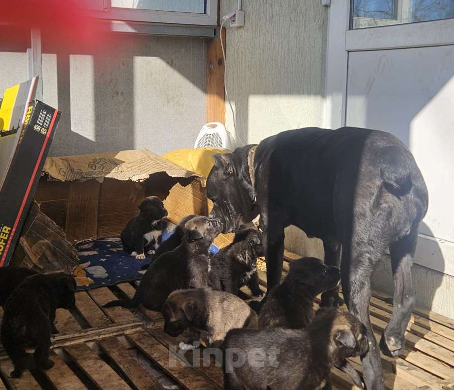 Собаки в Белгороде: Продажа щенков Девочка, 500 руб. - фото 1