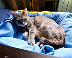 Кошки в Москве: Кошечка Сима Девочка, Бесплатно - фото 1
