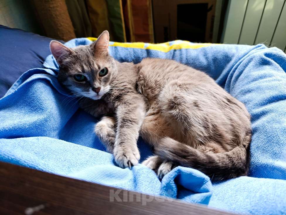 Кошки в Москве: Кошечка Сима Девочка, Бесплатно - фото 1