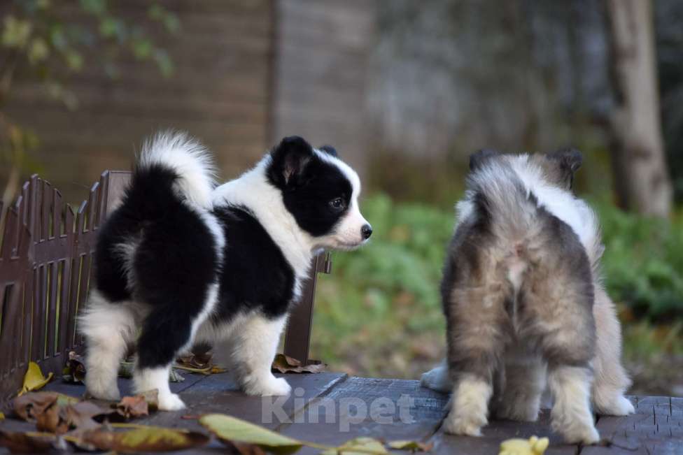 Собаки в Москве: Ненецкая оленегонная лайка, сука Дакота. Девочка, 60 000 руб. - фото 6