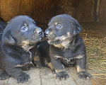 Собаки в Наро-Фоминске: Топтыш  Мальчик, Бесплатно - фото 1