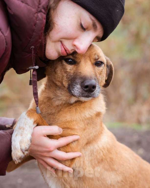 Собаки в Москве: Небольшой мальчик в добрые руки Мальчик, Бесплатно - фото 10