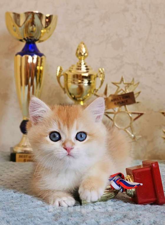 Кошки в Хабаровске: Британская девочка ny 12 золотая шиншилла Девочка, 50 000 руб. - фото 2