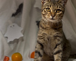Кошки в Уфе: Котенок в добрые руки Девочка, Бесплатно - фото 1