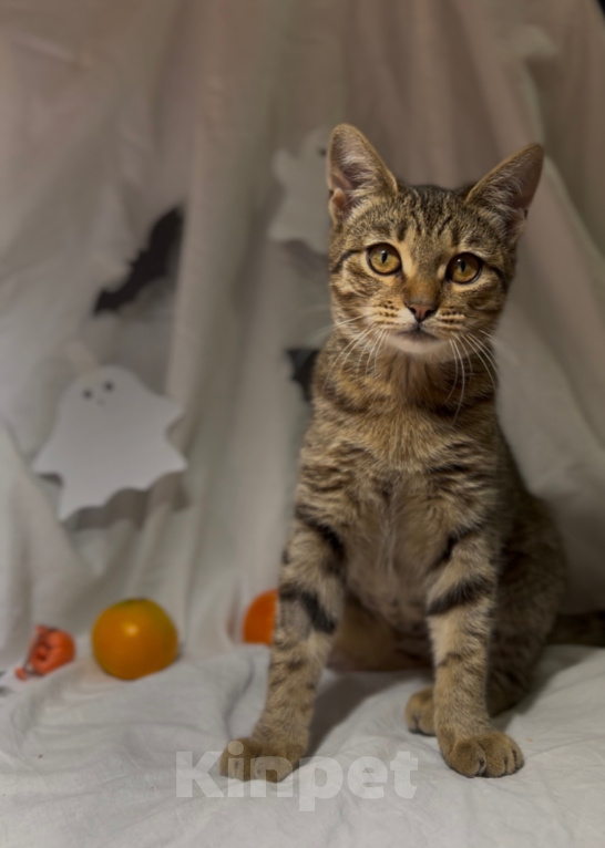 Кошки в Уфе: Котенок в добрые руки Девочка, Бесплатно - фото 1