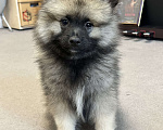 Собаки в Санкт-Петербурге: Вольфшпиц Кеесхонд щенок Девочка, 35 000 руб. - фото 2