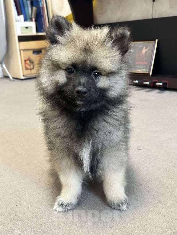 Собаки в Санкт-Петербурге: Вольфшпиц Кеесхонд щенок Девочка, 35 000 руб. - фото 2