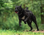 Собаки в Москве: Чёрный богатырь Макс в добрые руки Мальчик, 1 руб. - фото 4