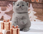 Кошки в Колпашево: Породистые котята к Новому году, 6 000 руб. - фото 8