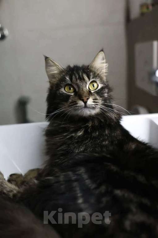 Кошки в Москве: Пушистая кошка в добрые руки Девочка, Бесплатно - фото 2