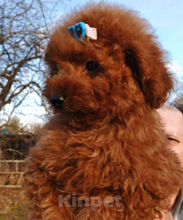 Собаки в Москве: Парень той-пудель РКФ. Мальчик, 100 000 руб. - фото 9