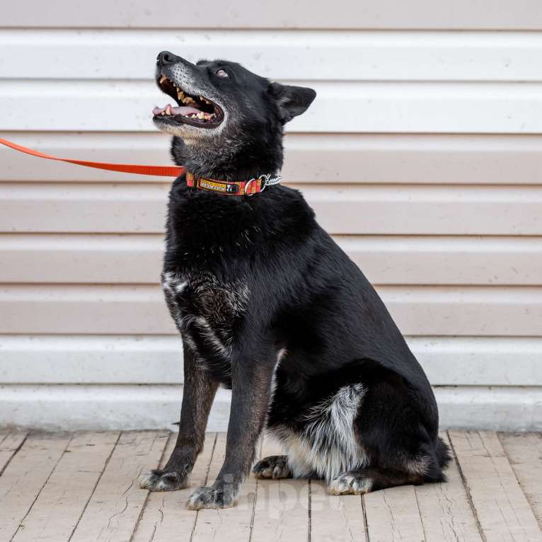 Собаки в Москве: Кама. Мудрость в ее глазах Девочка, Бесплатно - фото 5