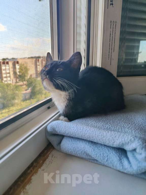 Кошки в Оренбурге: Любопытный котёнок Девочка, Бесплатно - фото 4