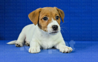 Собаки в Воронеже: Джек рассел Девочка, 40 000 руб. - фото 8