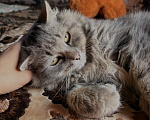 Кошки в Новосибирске: Отдам котика Васю в добрые руки Мальчик, Бесплатно - фото 8