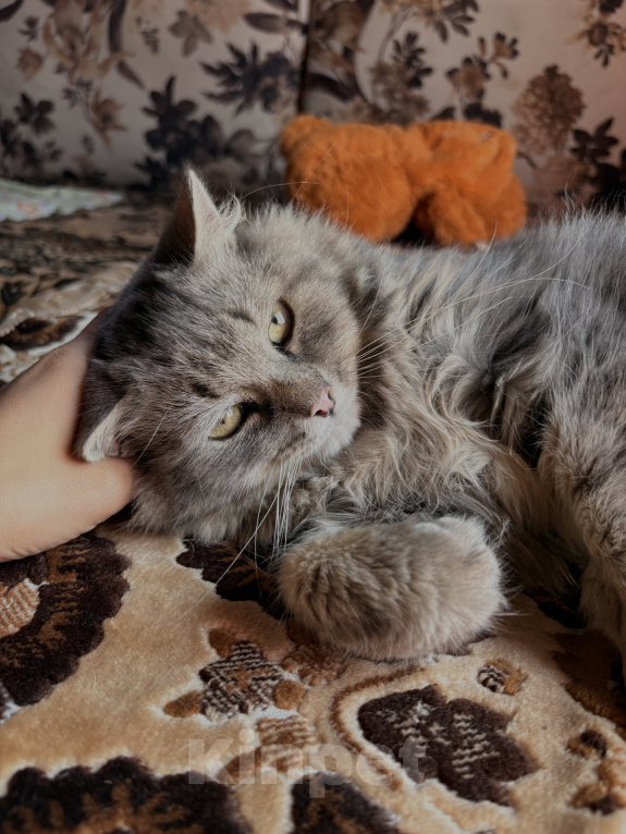 Кошки в Новосибирске: Отдам котика Васю в добрые руки Мальчик, Бесплатно - фото 8
