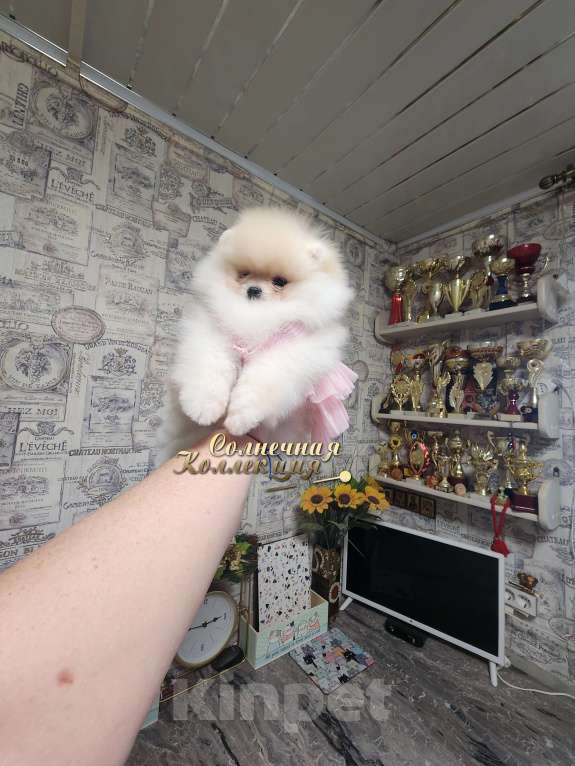 Собаки в Москве: Супер меховая девочка померанского шпица медвежонок Девочка, Бесплатно - фото 3