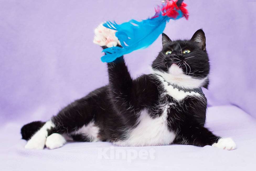 Кошки в Москве: Круглый кошкинс Девочка, Бесплатно - фото 2