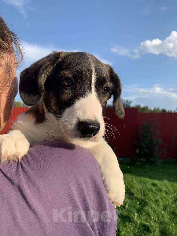 Собаки в Новосибирске: Вельш корги Девочка, 40 000 руб. - фото 4