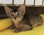 Кошки в Верее: Абиссинский чистокровный котенок Девочка, 30 000 руб. - фото 3