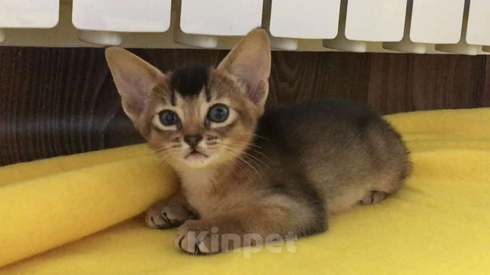 Кошки в Верее: Абиссинский чистокровный котенок Девочка, 30 000 руб. - фото 3