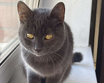Кошки в Иркутске: Котенок 5 месяцев Девочка, Бесплатно - фото 1