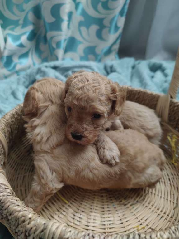 Собаки в Москве: Щенки мальтипу  Мальчик, 53 000 руб. - фото 3