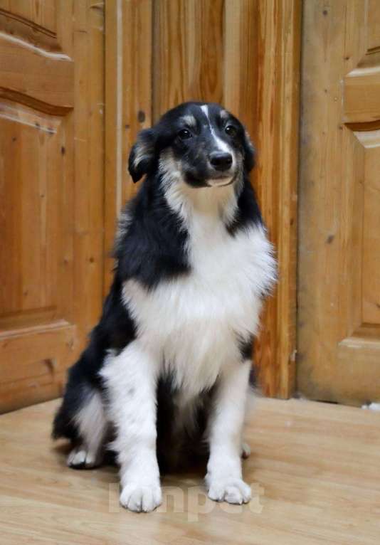 Собаки в Москве: Австралийская овчарка щенок аусси  Мальчик, 25 000 руб. - фото 7