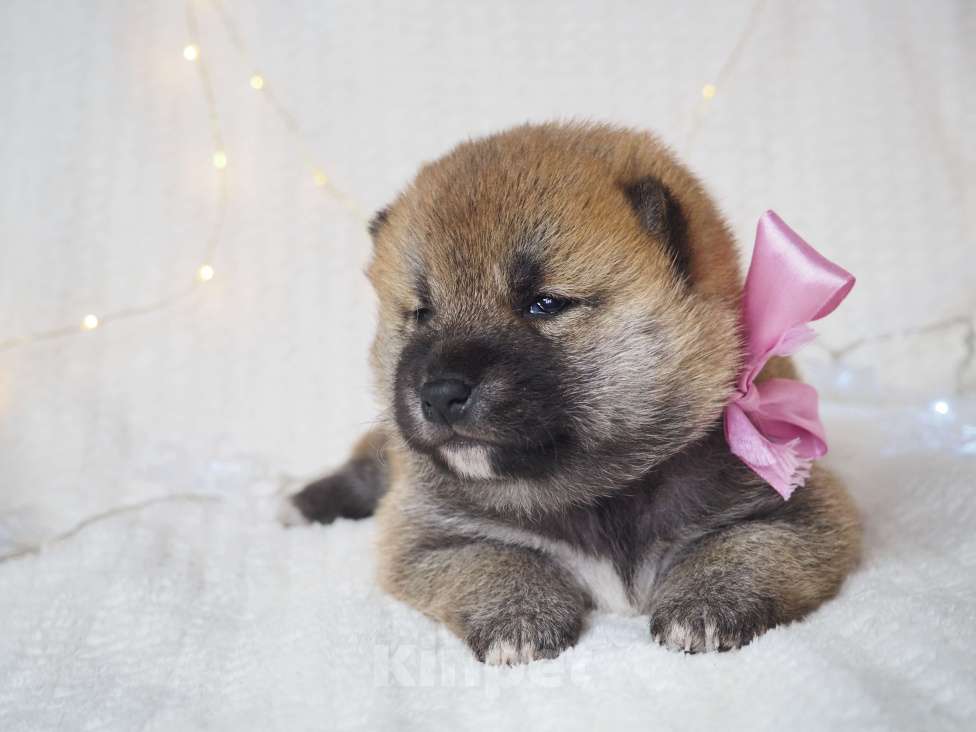 Собаки в Москве: Щенки сиба  Мальчик, 30 000 руб. - фото 3