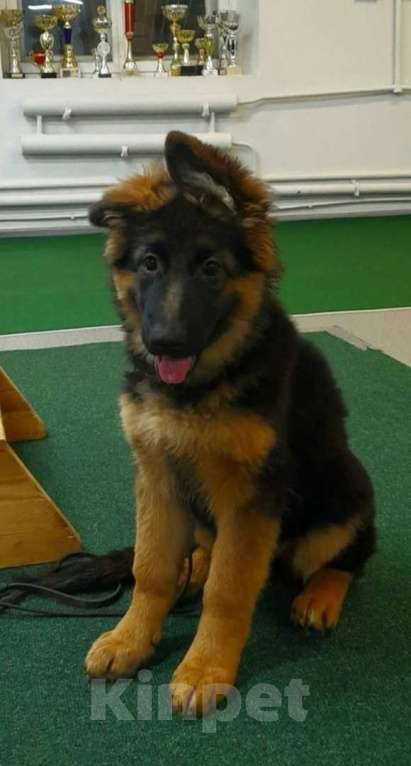 Собаки в Кирове: Щенки Немецкой овчарки Девочка, 40 000 руб. - фото 2