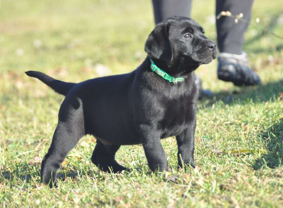Собаки в Ижевске: Щенки лабрадора ретривера! Мальчик, 60 000 руб. - фото 7