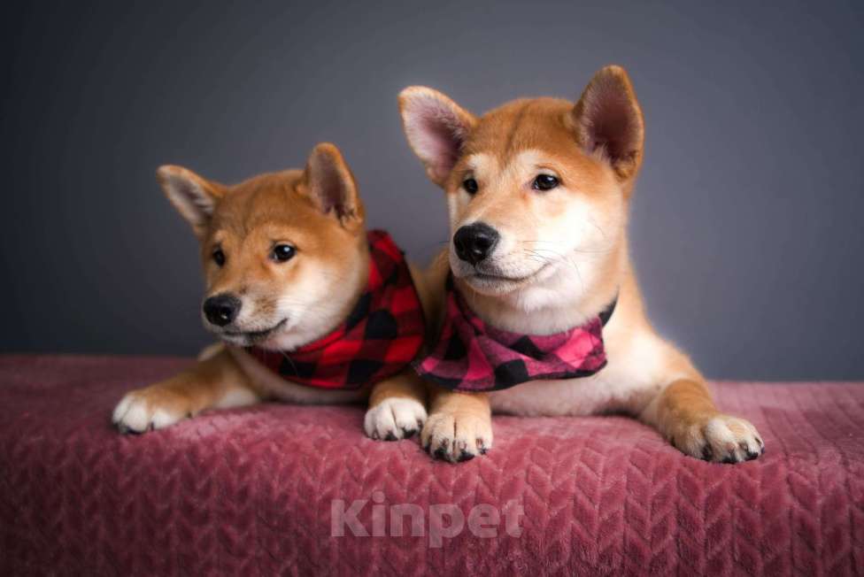 Собаки в Санкт-Петербурге: Малыш Сиба ину Мальчик, 80 000 руб. - фото 5