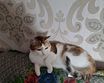 Кошки в Новосибирске: Ищу добрые руки ❤🙏 Девочка, Бесплатно - фото 1