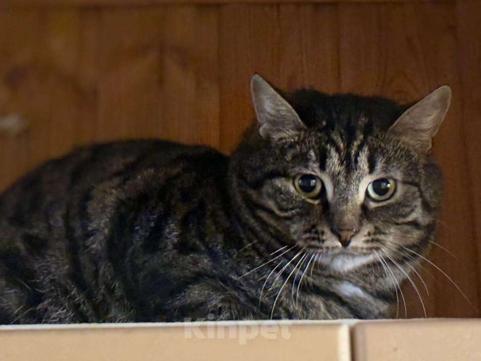 Кошки в Москве: Подарите Филе шанс Мальчик, Бесплатно - фото 5