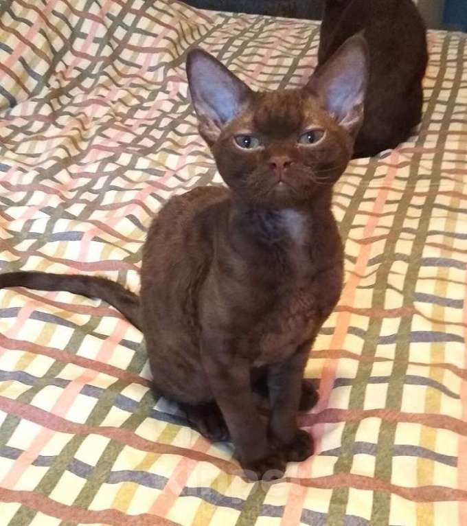 Кошки в Москве: Девон - девочка с правом разведения. Москва  Девочка, 80 000 руб. - фото 2