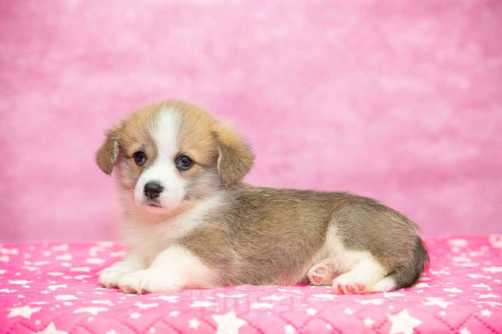 Собаки в Москве: Вельш корги пемброк Девочка, 70 000 руб. - фото 3