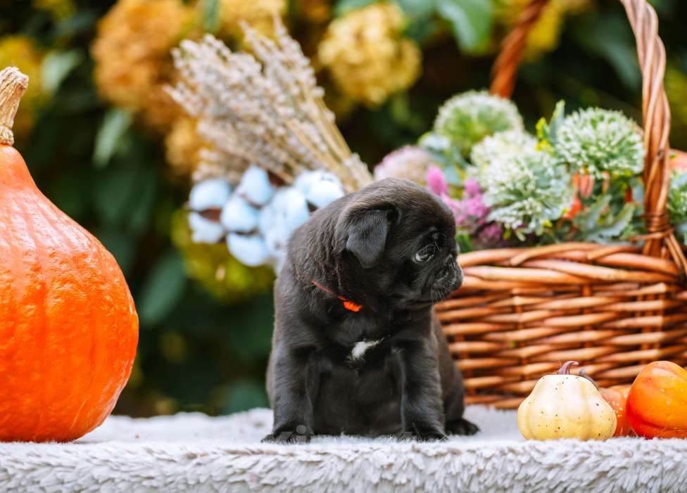 Собаки в Новосибирске: Мопс Сейлор Мун Девочка, 60 000 руб. - фото 7