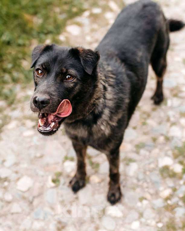 Собаки в Москве: Собака, которая верит в лучшее Девочка, Бесплатно - фото 4