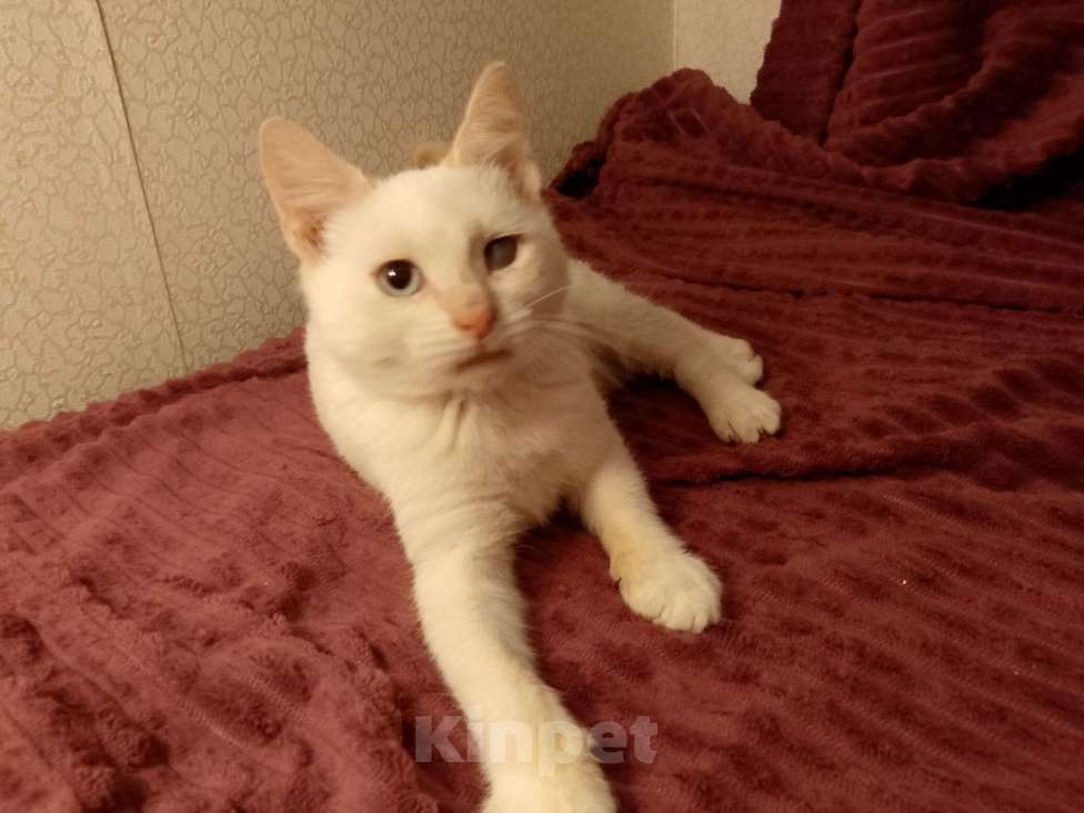 Кошки в Москве: Котёнок в добрые руки  Мальчик, Бесплатно - фото 8