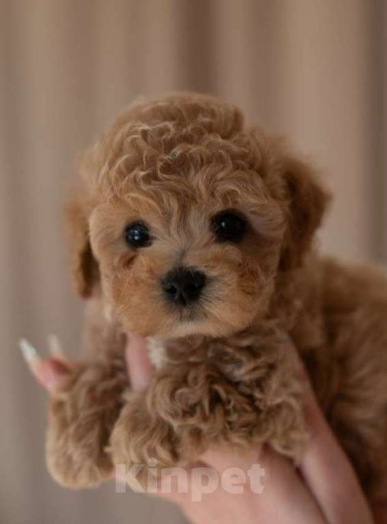 Собаки в Москве: Милые малыши той пудель. Мальчик, 75 000 руб. - фото 3