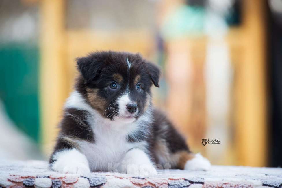 Собаки в Москве: Австралийская овчарка, аусси Мальчик, 50 000 руб. - фото 3