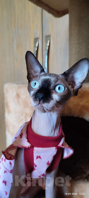 Кошки в Москве: Котята канадского сфинкса  Девочка, Бесплатно - фото 7