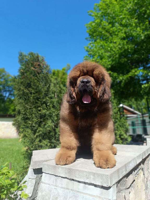 Собаки в Котельнике: Тибетский Мастиф. Мальчик. За бочок не укусит Мальчик, 274 780 руб. - фото 2