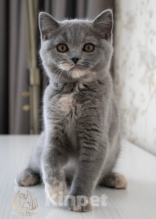 Кошки в Москве: Британская короткошерстная кошка Девочка, Бесплатно - фото 2